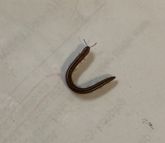 Parajulidae