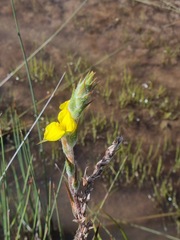 Philydrum lanuginosum