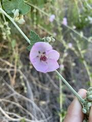 Malacothamnus fasciculatus