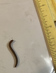 Parajulidae