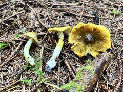 Tricholoma