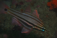 Ostorhinchus limenus