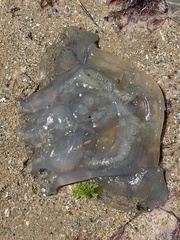 Catostylus mosaicus