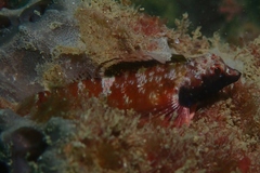 Enneapterygius atrogulare