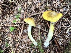 Tricholoma