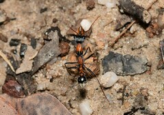 Myrmecia nigrocincta
