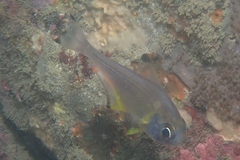 Pempheris affinis