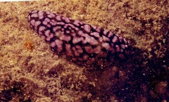 Phyllidiella pustulosa