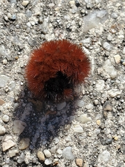 Pyrrharctia isabella