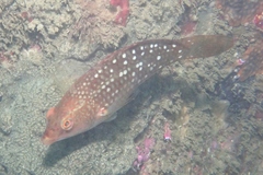 Notolabrus gymnogenis
