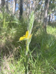 Philydrum lanuginosum