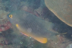 Plectroglyphidodon gascoynei