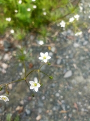 Spergula arvensis
