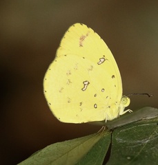 Eurema hapale