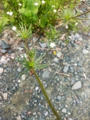 Spergula arvensis
