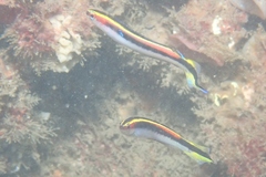 Trachinops taeniatus