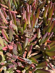 Carpobrotus mellei