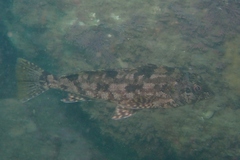 Chironemus marmoratus