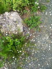 Spergula arvensis
