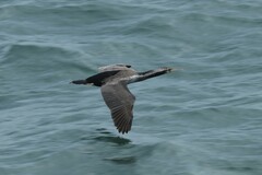Phalacrocorax punctatus