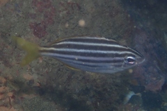 Atypichthys strigatus