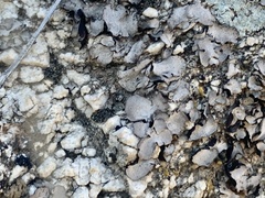 Dermatocarpon miniatum