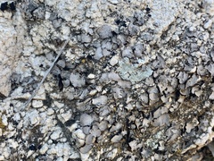 Dermatocarpon miniatum