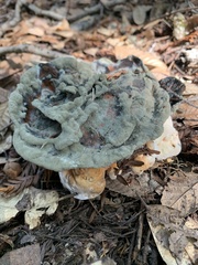 Hydnellum aurantiacum