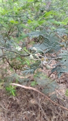 Acacia mearnsii