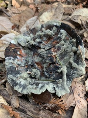 Hydnellum aurantiacum
