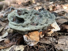 Hydnellum aurantiacum