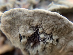 Hydnellum aurantiacum