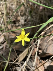 Tricoryne
