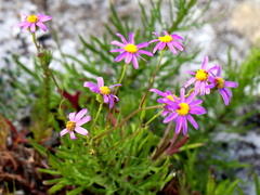 Senecio umbellatus
