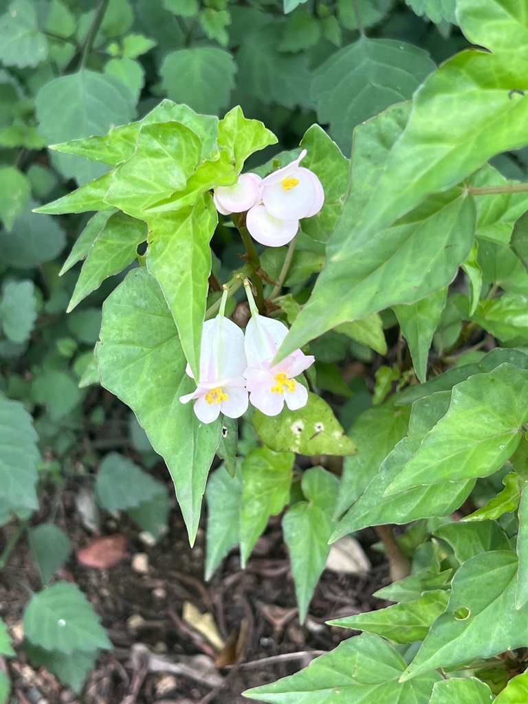 Begonia homonyma