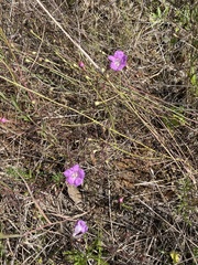 Agalinis peduncularis