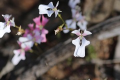 Stylidium calcaratum