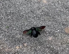 Xylocopa latipes
