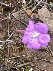 Agalinis peduncularis