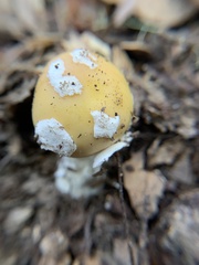 Gemmatae