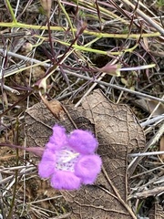 Agalinis peduncularis