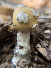 Gemmatae