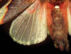 Pseudepimolis haemasticta