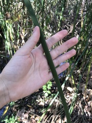 Schoenoplectus californicus