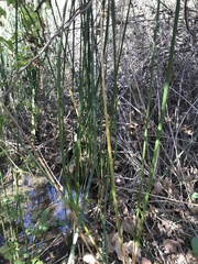 Schoenoplectus californicus