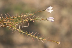 Prismatocarpus implicatus
