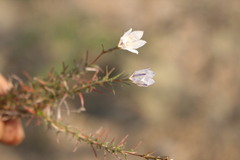 Prismatocarpus implicatus