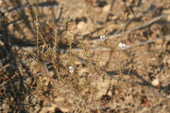 Prismatocarpus implicatus