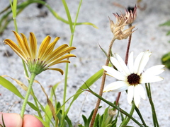 Dimorphotheca nudicaulis