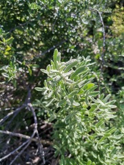 Buddleja scordioides